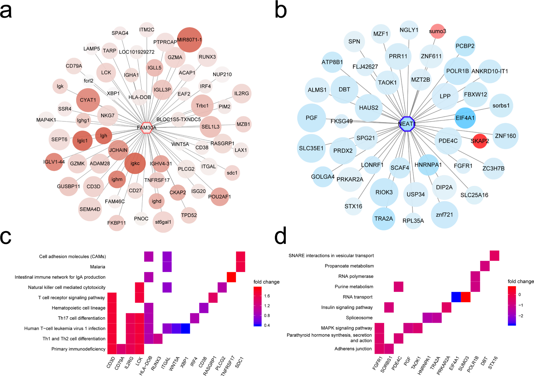 Fig. 7 
            Identification of hub long noncoding RNAs (lncRNAs) in rheumatoid arthritis (RA)-related modules. a) The co-expression regulation network of lncRNA FAM30A in greenyellow module. b) The co-expression regulation network of lncRNA NEAT1 in lightcyan module. c) Heatmap plot of enrich genes of Kyoto Encyclopedia of Genes and Genomes (KEGG) pathways in FAM30A-regulated network. (d) Heatmap plot of enrich genes of KEGG pathways in NEAT1-regulated network. IgA, immunoglobulin A; MAPK, mitogen-activated protein kinase; SNARE, SNAP REceptor; Th, T helper cell.
          