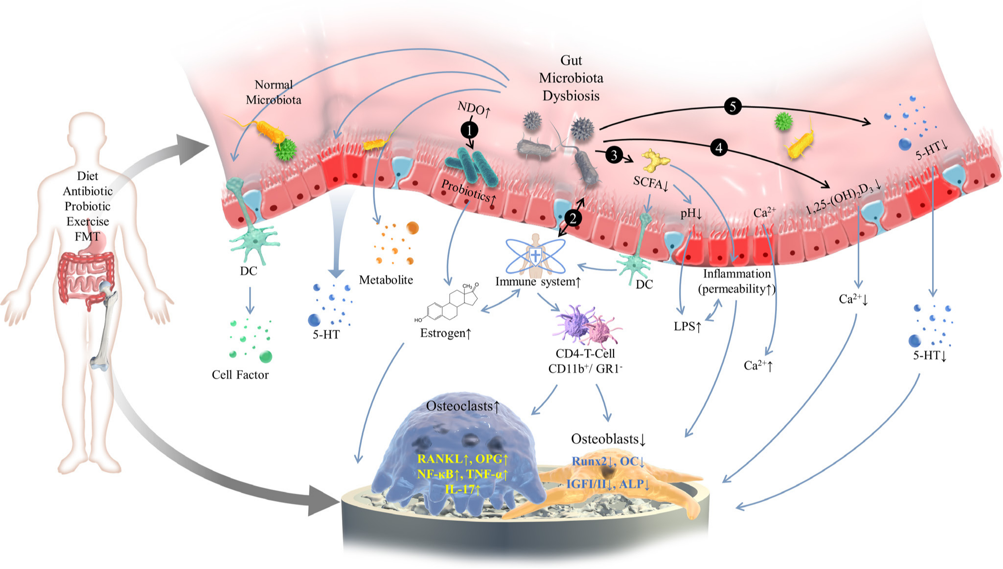 Fig. 1 
            A schematic diagram for the mechanism of gut microbiome in the development of osteoporosis. The gut microbiome is mainly influenced by diet, antibiotics, and probiotics. The gut microbiome exerts a notable influence on regulating bone mass via a variety of mechanisms including: 1) affecting beneficial bacteria, increasing oestrogen bioavailability, and then regulating bone mass with the aid of prebiotics; 2) increasing the expression of inflammatory cytokine responses by the immune system; 3) producing metabolites of gut microbiome such as short-chain fatty acids; 4) changing intestinal permeability and increasing the promoting effect of vitamin D on bone mineral absorption; and 5) impacting the gut-brain axis and the level of endocrines. 5-HT, 5-hydroxytryptamine; ALP, alkaline phosphatase; DC, dendritic cell; FMT, fecal microbiota transplantation; GR1-, granulocytes 1; IGF-I/II, insulin like growth factor-I/II; IL-17, interleukin-17; LPS, lipopolysaccharide; NDO, non-digestible oligosaccharide; NF-κB, nuclear factor kappa-B; OC, osteocalcin; OPG, osteoprotegerin; RANKL, receptor activator of NF-κB ligand; Runx2, runt-related transcription factor 2; SCFA, short-chain fatty acid; TNF-α, tumour necrosis factor-α.
          