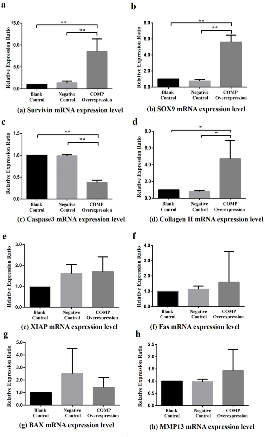 Fig. 4 
            Effects of cartilage oligosaccharide matrix protein (COMP) overexpression on downstream genes in Kashin-Beck disease (KBD) chondrocyte model (the COMP overexpression was only performed for the KBD cells) among the blank control, negative control, and COMP overexpression groups. a) Compared with the COMP overexpression group, the Survivin mean messenger RNA (mRNA) relative expression ratios in the blank control group and negative control group were reduced (8.51, SD 2.88 and 6.77, SD 3.60, respectively; all **p < 0.001, Dunnett-t test). b) Compared with the COMP overexpression group, the sex-determining region Y-box 9 (SOX9) mean mRNA relative expression ratios in the blank control group and negative control group were reduced (5.61, SD 0.87 and 7.71, SD 2.17, respectively; **p < 0.001 , Dunnett-t test). c) Compared with the COMP overexpression group, the Caspase 3 mean mRNA relative expression ratios in the blank control group and negative control group were increased (0.38, SD 0.05 and 0.38, SD 0.04, respectively; all **p < 0.001, Dunnett-t test). d) Compared with the COMP overexpression group, the type II collagen mean mRNA relative expression ratios in the blank control group and negative control group were reduced (4.72, SD 2.17 and 5.66, SD 1.72, respectively; all *p < 0.050, Dunnett-t test). e) Effect on x-linked inhibitor of apoptosis protein (XIAP) (p = 0.948, one-way analysis of variance (ANOVA)). f) Effect on Fas (p = 0.095, ANOVA). g) Effect on Bcl-2-associated x protein (BAX) (p = 0.347, ANOVA). h) Effect on MMP13 (p = 0.263, ANOVA).
          