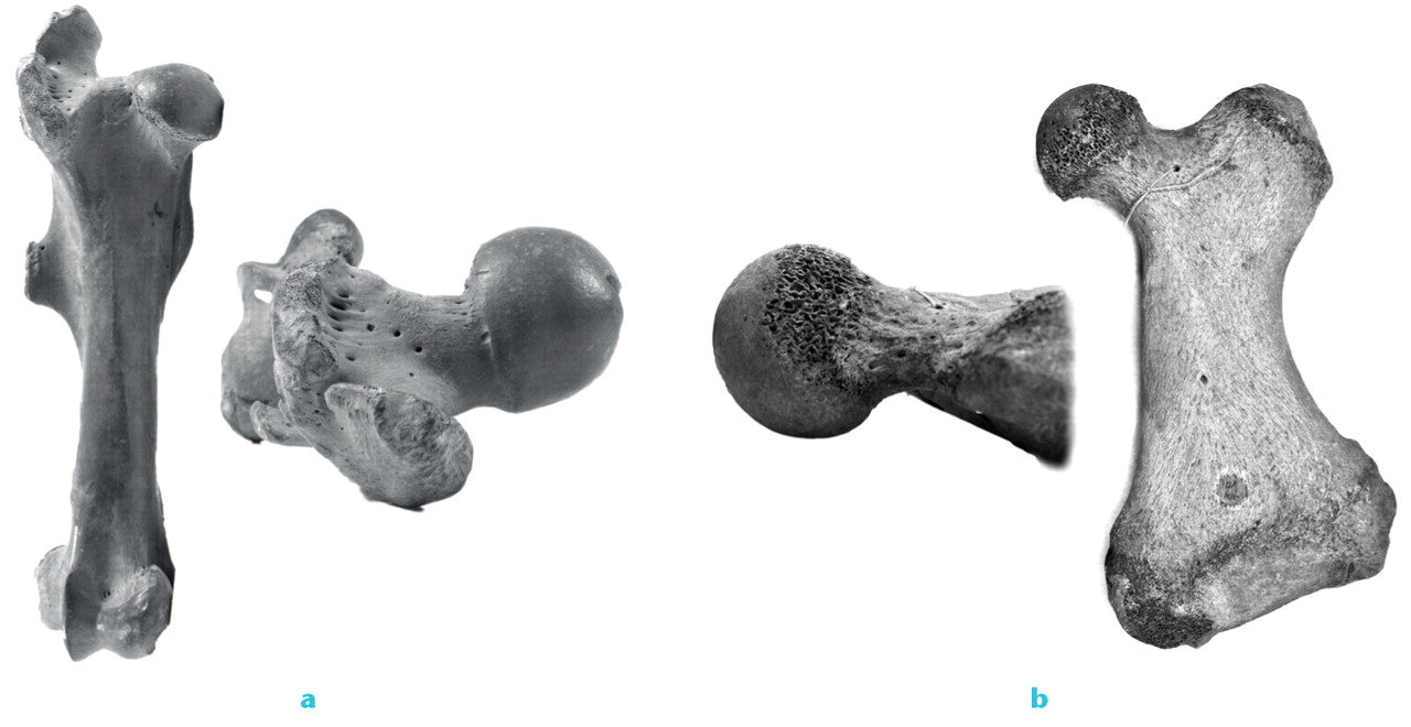 Fig. 4 
            Coxa recta in a horse (Equus caballus) (a) and coxa rotunda in a walrus (Odobenus rosmarus) (b). The horse coxa recta has a straight section of the femoral head superodorsally and an asymmetrical position of the femoral head relative to the neck, resulting in a shallow concavity on one side of the femoral head/neck junction. The coxa rotunda of the walrus demonstrates a round femoral head, positioned more symmetrically on a longer femoral neck and resulting in deeper concavity all round.
          