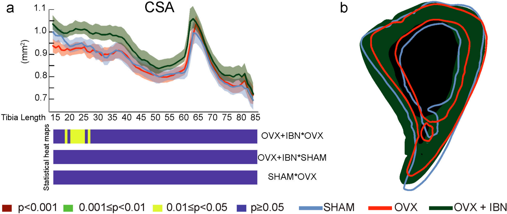 Fig. 4 
            Effects of ibandronate/ovariectomy treatment on cortical mass in the tibia. Measurement (mean ± SE) and t-test heat map of cross-sectional area (CSA, mm2, a) in mouse tibia along its diaphyseal length (15% to 85%). b: slice at 35% of length of representative tibia from sham-operated mice (SHAM, blue), ovariectomized (OVX, red) mice receiving subcutaneous saline solution and ovariectomized mice treated weekly, from 20 weeks, for 24 weeks with subcutaneous ibandronate (Bonviva, 1 mg/ml, Roche, 100 μm/kg; OVX + IBN, green). Group size was seven per group; All data corresponded to the Shapiro-Wilk test for normality and was analyzed through ANOVA followed by Tukey test. Levels of statistical significance set at p < 0.001 (red), 0.001 < p <0.01 (green) and 0.01< p <0.05 (yellow); p > 0.05 (blue).
          