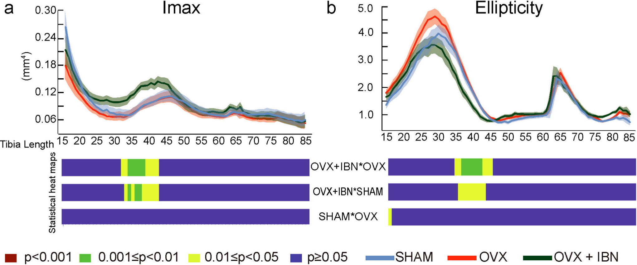 Fig. 5 
            Effect of ibandronate/ovariectomy treatment on the cortical bone shape in the tibia. Measurement (mean ± SE) and t-test heat map for second moment of area around minor axes (Imax, mm4, a) and ellipticity (b) at 15% to 85% of tibia length in sham-operated mice (SHAM), ovariectomized mice receiving subcutaneous saline solution (OVX) and ovariectomized mice treated weekly, from 20 weeks, for 24 weeks with subcutaneous ibandronate (Bonviva®, 1 mg/ml, Roche, 100 μm/kg; OVX+IBN). Group size was seven per group; All data corresponded to the Shapiro-Wilk test for normality and was analyzed through ANOVA followed by Tukey test. Levels of statistical significance set at p < 0.001 (red), 0.001< p < 0.01 (green) and 0.01 < p < 0.05 (yellow); p > 0.05 (blue).
          